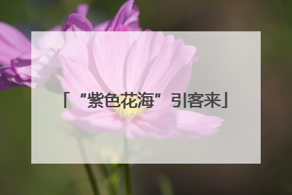 “紫色花海”引客来