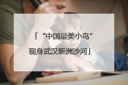 “中国最美小鸟”现身武汉新洲沙河