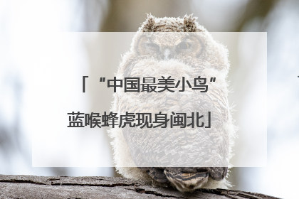 “中国最美小鸟”蓝喉蜂虎现身闽北