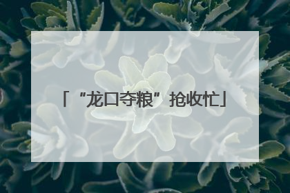 “龙口夺粮”抢收忙