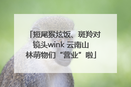 短尾猴炫饭、斑羚对镜头wink 云南山林萌物们“营业”啦