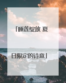 睡莲绽放 夏日限定的诗意