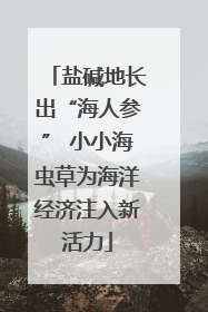 盐碱地长出“海人参” 小小海虫草为海洋经济注入新活力