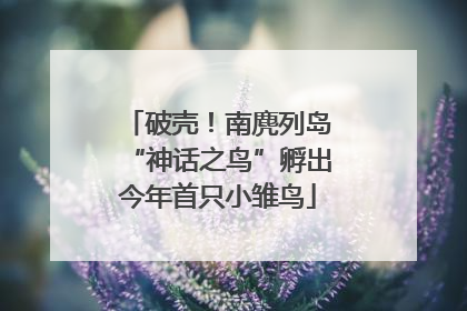 破壳！南麂列岛“神话之鸟”孵出今年首只小雏鸟