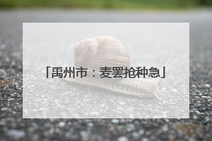 禹州市：麦罢抢种急