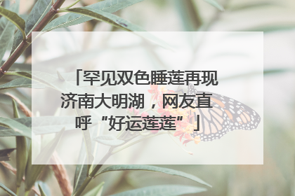 罕见双色睡莲再现济南大明湖，网友直呼“好运莲莲”