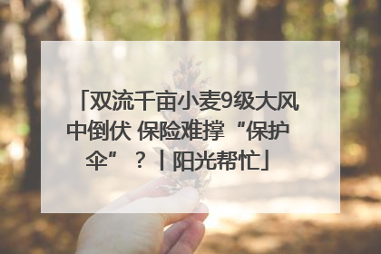 双流千亩小麦9级大风中倒伏 保险难撑“保护伞”？丨阳光帮忙