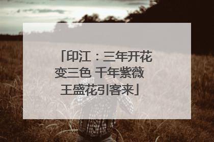印江：三年开花变三色 千年紫薇王盛花引客来
