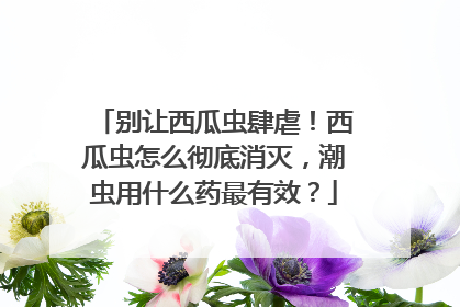 别让西瓜虫肆虐！西瓜虫怎么彻底消灭，潮虫用什么药最有效？