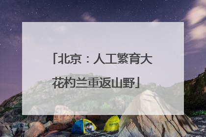 北京：人工繁育大花杓兰重返山野
