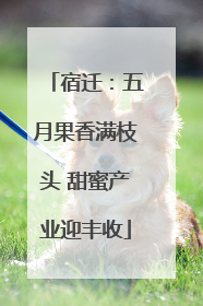 宿迁：五月果香满枝头 甜蜜产业迎丰收