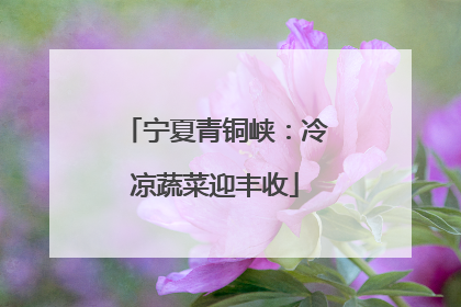 宁夏青铜峡：冷凉蔬菜迎丰收