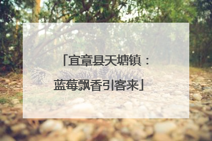 宜章县天塘镇：蓝莓飘香引客来