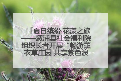 夏日缤纷·花漾之旅——溆浦县社会福利院组织长者开展“畅游薰衣草庄园 共享紫色浪漫”户外活动