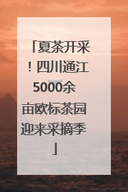 夏茶开采！四川通江5000余亩欧标茶园迎来采摘季