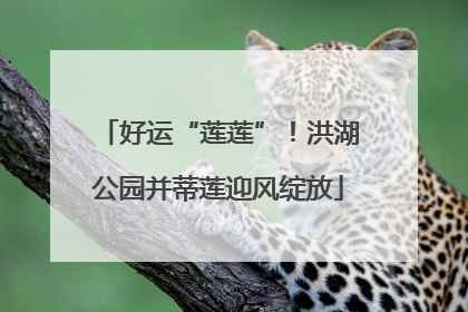 好运“莲莲”！洪湖公园并蒂莲迎风绽放