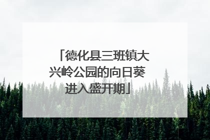 德化县三班镇大兴岭公园的向日葵进入盛开期