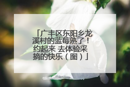 广丰区东阳乡龙溪村的蓝莓熟了！约起来 去体验采摘的快乐（图）
