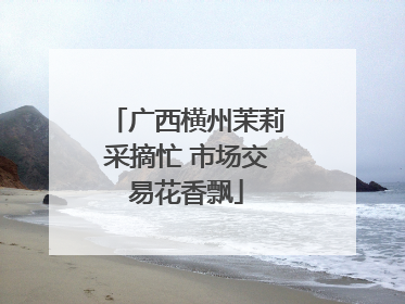 广西横州茉莉采摘忙 市场交易花香飘