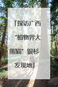 探访广西“植物界大熊猫”银杉发现地