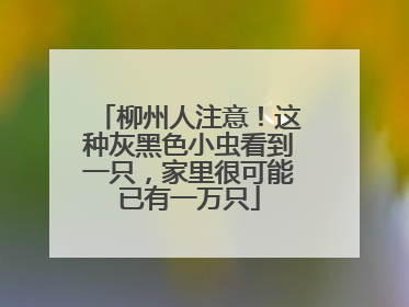 柳州人注意！这种灰黑色小虫看到一只，家里很可能已有一万只