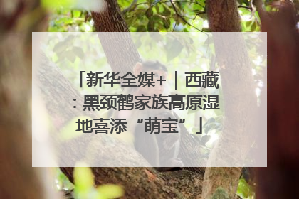 新华全媒+｜西藏：黑颈鹤家族高原湿地喜添“萌宝”