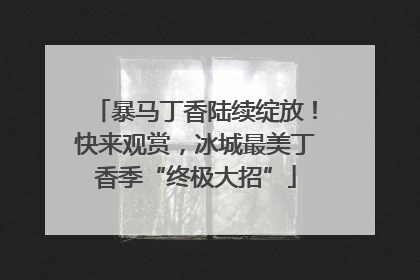 暴马丁香陆续绽放！快来观赏，冰城最美丁香季“终极大招”