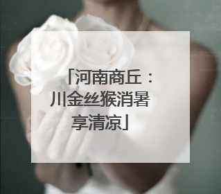 河南商丘：川金丝猴消暑享清凉