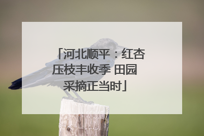 河北顺平：红杏压枝丰收季 田园采摘正当时