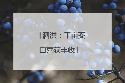 泗洪：千亩茭白喜获丰收
