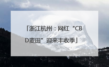 浙江杭州：网红“CBD麦田”迎来丰收季