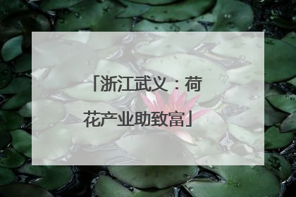 浙江武义：荷花产业助致富