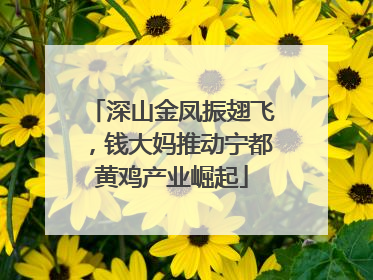 深山金凤振翅飞，钱大妈推动宁都黄鸡产业崛起
