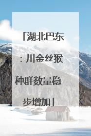 湖北巴东：川金丝猴种群数量稳步增加