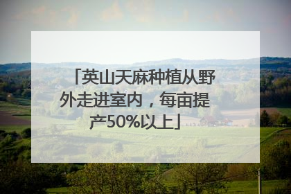 英山天麻种植从野外走进室内，每亩提产50%以上
