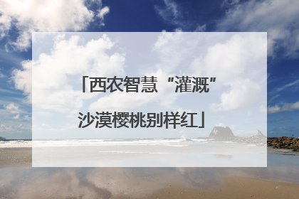 西农智慧“灌溉” 沙漠樱桃别样红