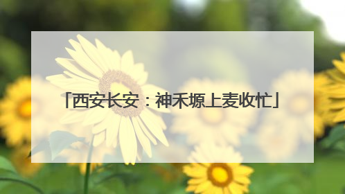 西安长安：神禾塬上麦收忙