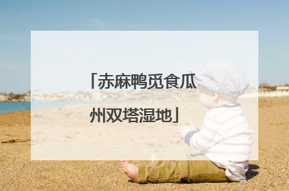 赤麻鸭觅食瓜州双塔湿地