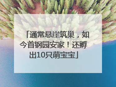 通常悬崖筑巢，如今首钢园安家！还孵出10只萌宝宝