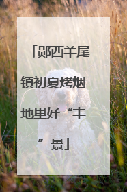 郧西羊尾镇初夏烤烟地里好“丰”景