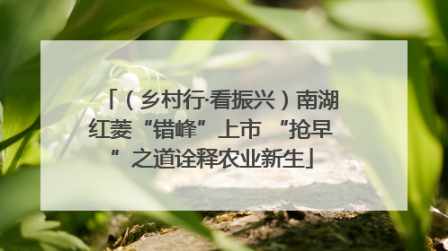 （乡村行·看振兴）南湖红菱“错峰”上市 “抢早”之道诠释农业新生