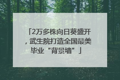 2万多株向日葵盛开，武生院打造全国最美毕业“背景墙”