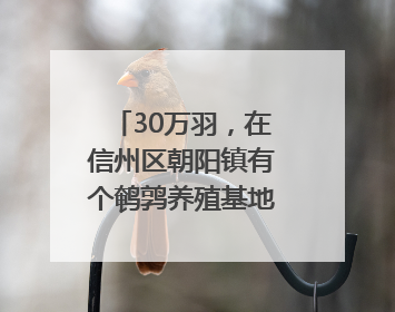 30万羽，在信州区朝阳镇有个鹌鹑养殖基地（图）