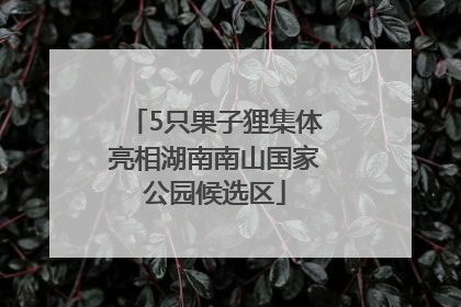 5只果子狸集体亮相湖南南山国家公园候选区